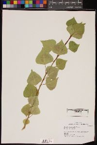 Populus fremontii image