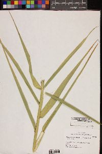 Phragmites australis image