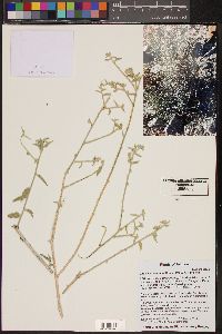 Ditaxis lanceolata image
