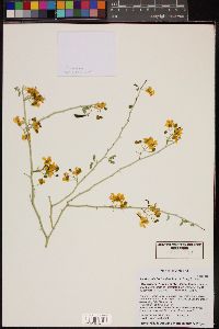 Parkinsonia florida image