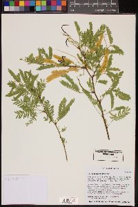 Prosopis velutina image