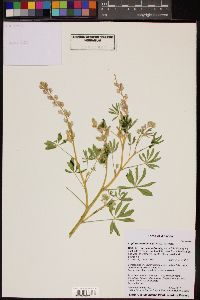 Lupinus arizonicus image