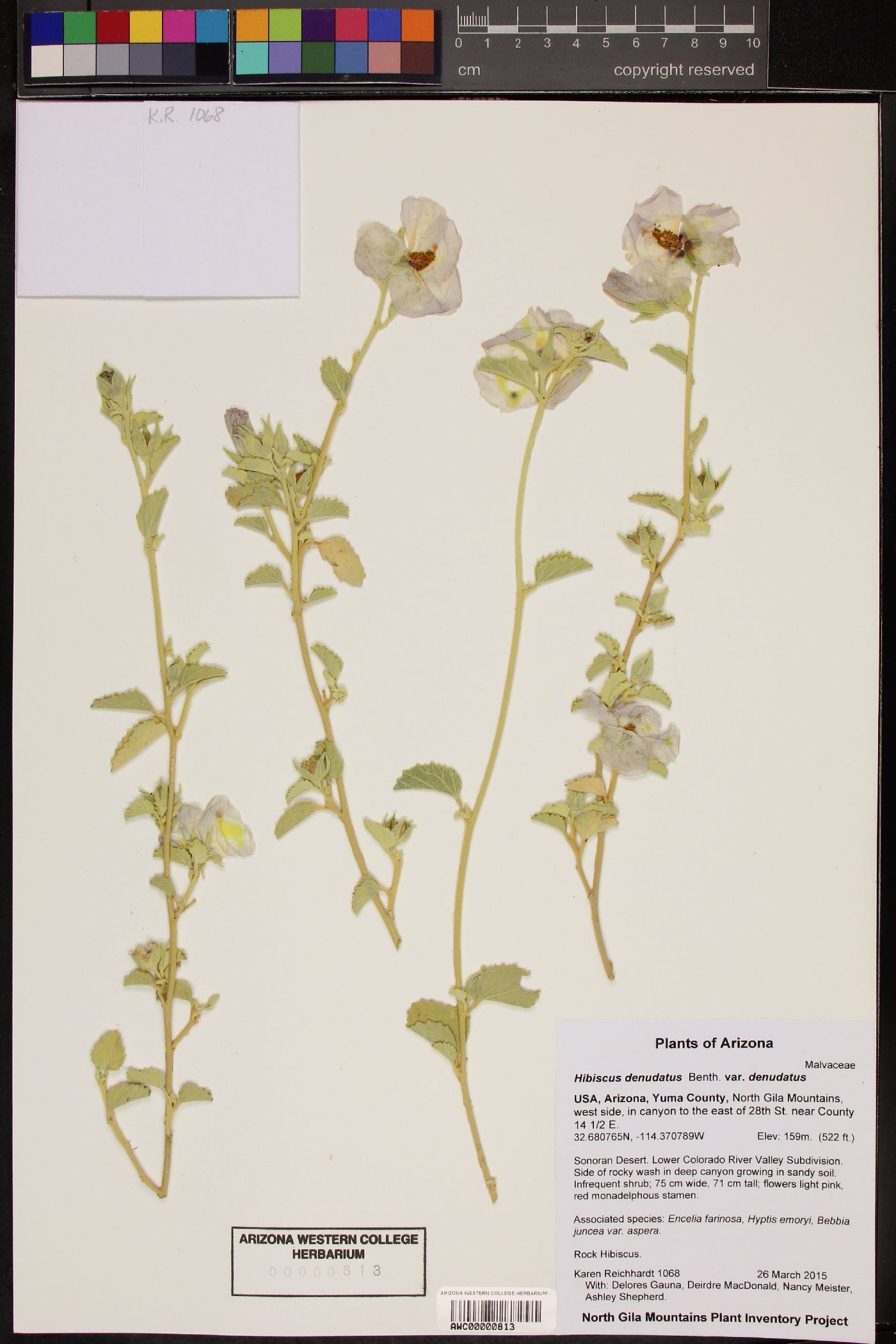 Hibiscus denudatus var. denudatus image