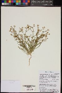 Chorizanthe brevicornu subsp. brevicornu image