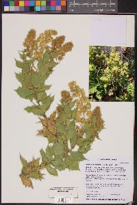 Ambrosia ilicifolia image