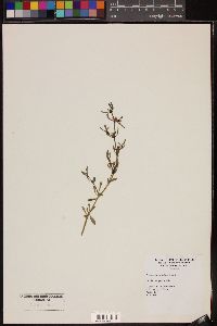 Trianthema portulacastrum image