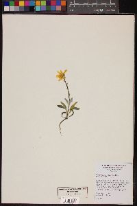 Geraea canescens image