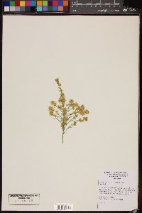 Ambrosia salsola image