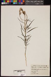 Palafoxia arida var. gigantea image