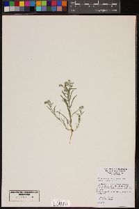 Johnstonella angustifolia image