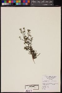 Cryptantha maritima var. pilosa image