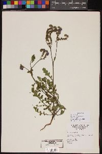 Phacelia distans image