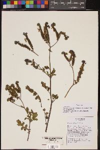 Phacelia crenulata image