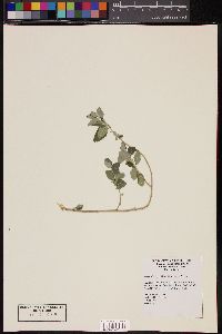 Bernardia myricifolia image