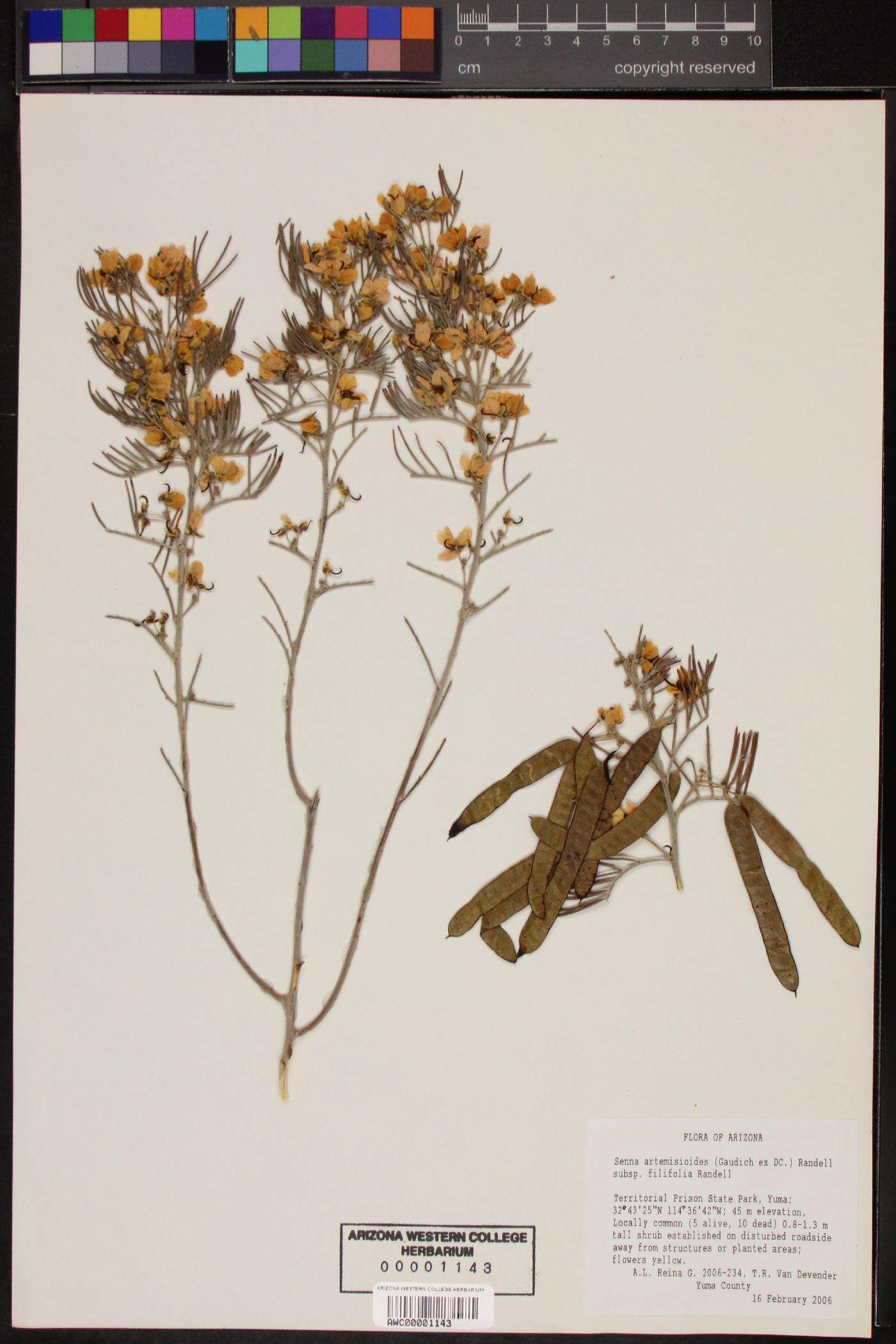 Senna artemisioides subsp. filifolia image