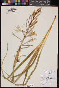 Hesperocallis undulata image