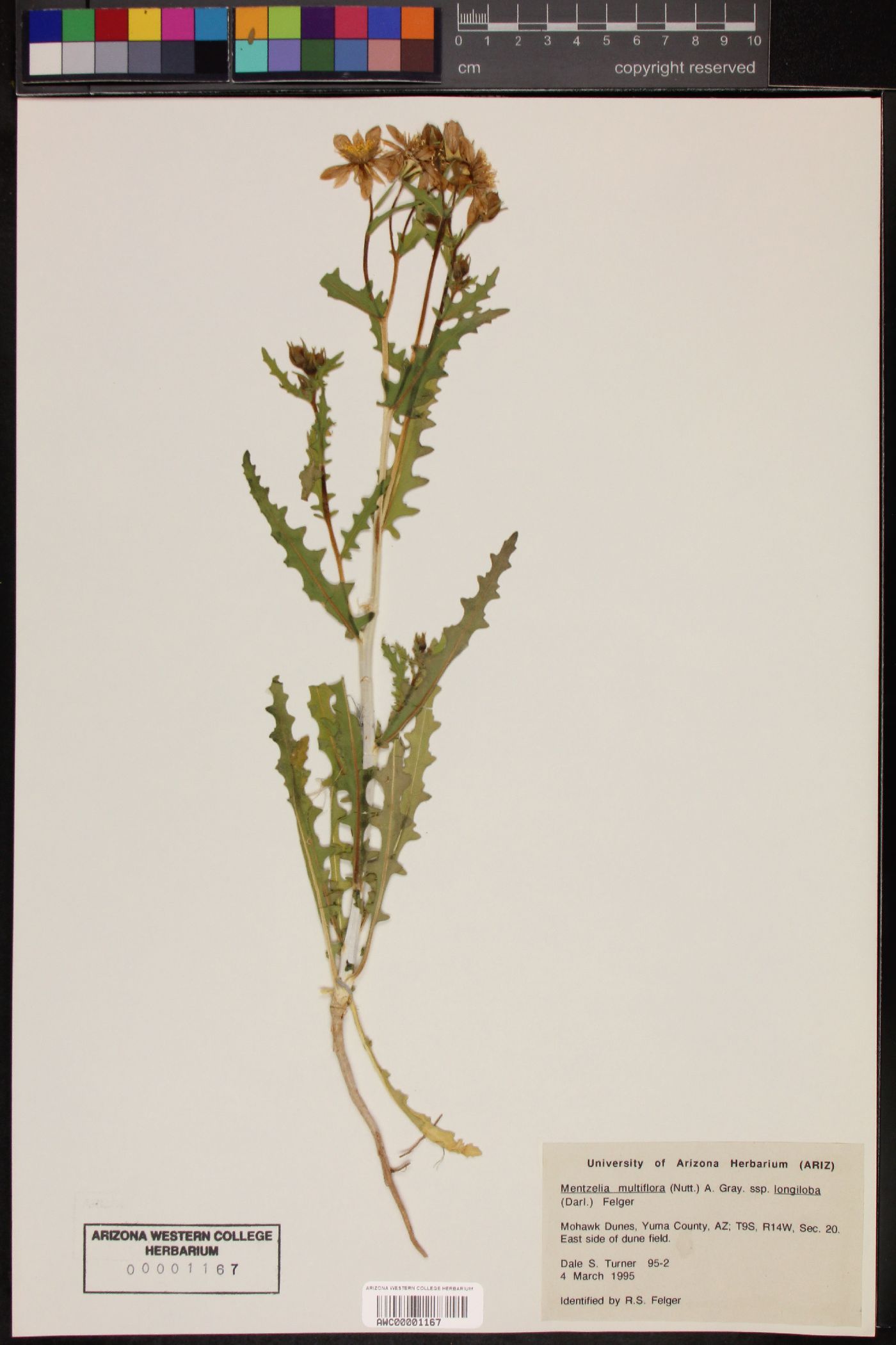 Mentzelia multiflora var. longiloba image