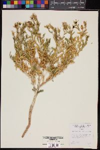Mentzelia multiflora var. longiloba image