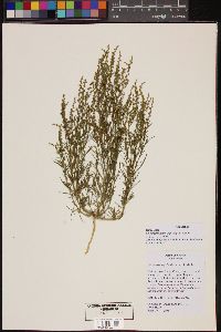 Oligomeris linifolia image