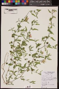 Malvella sagittifolia image