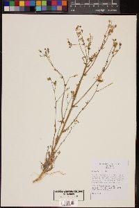 Gilia stellata image