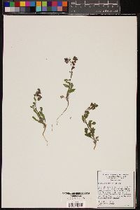 Phacelia crenulata image