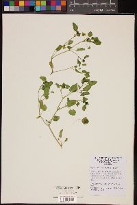 Physalis crassifolia image