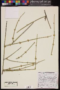 Ephedra californica image