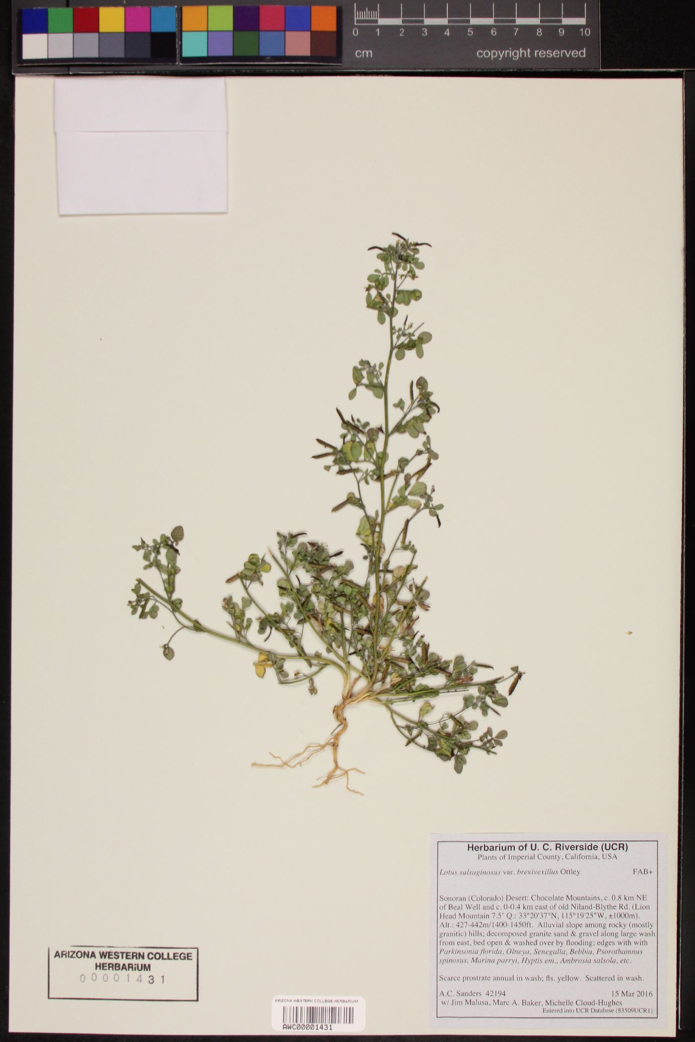 Acmispon maritimus var. brevivexillus image