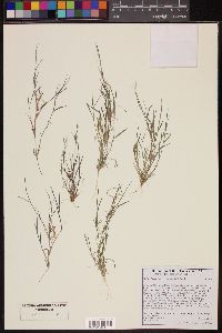 Muhlenbergia microsperma image