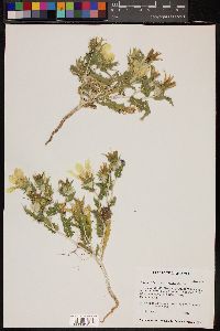 Mentzelia involucrata image