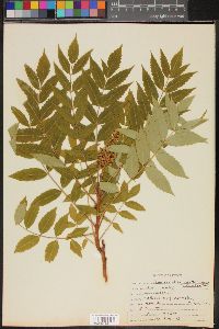 Ailanthus altissima image