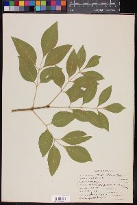 Fraxinus velutina image