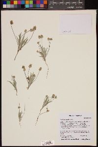 Plantago ovata image