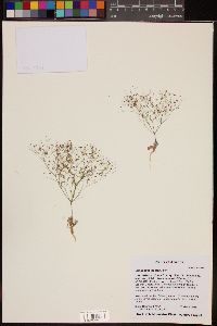 Eriogonum thomasii image