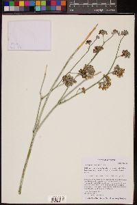 Asclepias albicans image