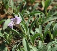 Dyschoriste schiedeana var. decumbens image