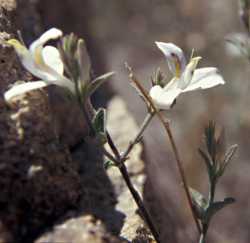 Carlowrightia arizonica image