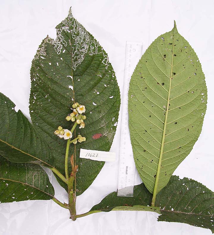 Actinidiaceae image