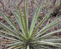 Yucca baccata var. baccata image