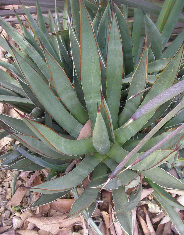 Agave × arizonica image