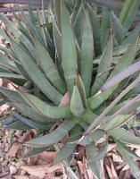 Image of Agave × arizonica