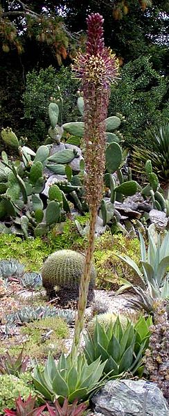 Agave chiapensis image