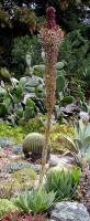 Image of Agave chiapensis