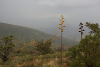 Agave chrysantha image