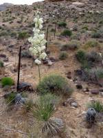 Image of Yucca utahensis