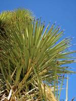 Yucca brevifolia image