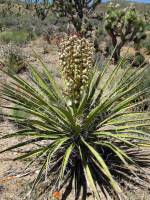 Image of Yucca schidigera