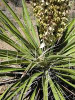 Yucca schidigera image