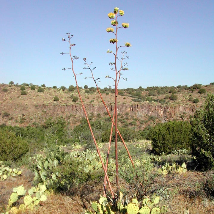 Agave image